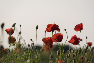Obraz premium SUMMER LANDSCAPE - Blooming red poppys on a background of the field 