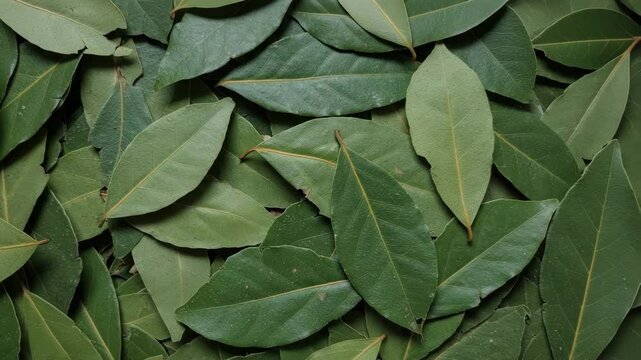 Flat Lay of Aromatic Daun Salam for Traditional Cooking
