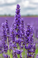 Obraz premium A field of lavender flowers with a cloudy sky in the background