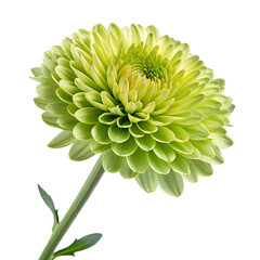 realistic, highly detailed, vibrant, crisp, sharp focus, macro shot, green chrysanthemum flower, intricate petal structure, lush foliage, natural lighting, studio shot
