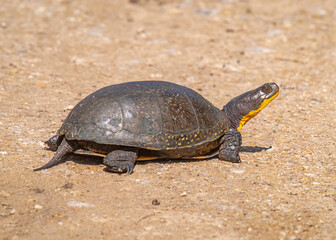 Female Blanding's Turtle