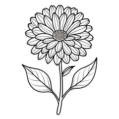 calendula line-art isolated on white background