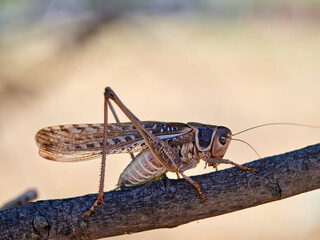 Large bush cricket with long legs on a natural environment. White-faced Bush-cricket (Decticus...