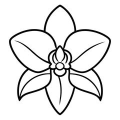 black and white orchid