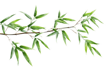 Green bamboo branch with fresh leaves gracefully positioned against a transparent background adding a touch of nature's beauty to any design or decoration
