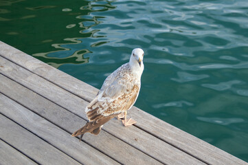 Seagull at the harbor