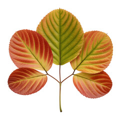 Obraz premium Set of Cercidiphyllum japonicum (katsura tree) autumn saffron leaves frontal isolated png on a transparent background perfectly cutout high resolution