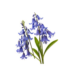 Vibrant Bluebell Flowers on Transparent Background Spring Blooms