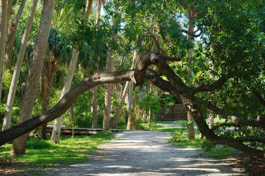 Scenic Forest Path with Overhanging Branches Surrounded by Lush Green Foliage in Abercrombie Park in St. Petersburg, FL. Shaded walking trail through a wooded area, featuring overhanging trees and vib