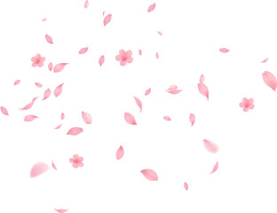 Sakura petal spring blossom on white banner Sakura wallpaper or web banner design template. Vector illustration of realistic  for Valentine's Day, Mother's Day, March 8. Love.