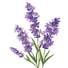 Fototapeta premium Lavender Flower Stems with Green Leaves – Detailed Botanical Vector on White Background