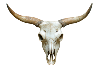 Bull longhorn skull with intricate antlers displayed against a neutral backdrop, highlighting its natural textures and forms, showcasing rustic charm and artistry prevalent in western decor