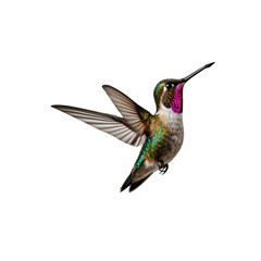 Obraz premium Anna's Hummingbird in Flight, Isolated on Transparent Background