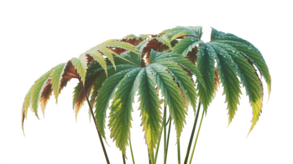 Set of Rodgersia pinnata (pinnate-leaved Rodgersia) midsummer foliage isolated png on a transparent background perfectly cutout