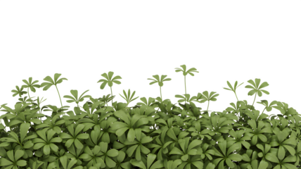 Set of Galium odoratum (sweet woodruff) spring groundcover clumps isolated png on a transparent background perfectly cutout