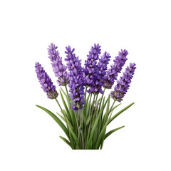 Vibrant Bouquet of Lavender Flowers on Transparent Background