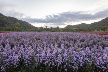 Fototapeta premium Field of Blooming Purple Flowers