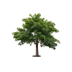 Isolated Lush Green Tree on Transparent Background