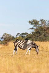 zebra in the savannah