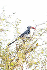 Red billed hornbill in kruger national park