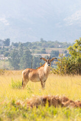 Roan antelope in Mlilwane National Park, Eswatini
