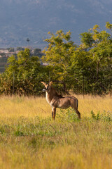Roan antelope in Mlilwane National Park, Eswatini