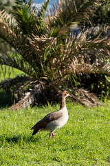 Egyptian goose