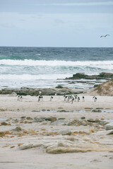 Cormorants on the shore in Cape of Good Hope