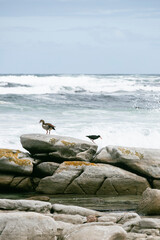 Birds and rocks near the sea