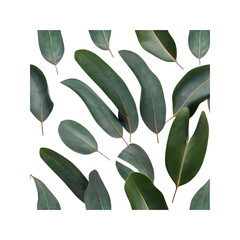 Scattered Eucalyptus Leaves on Transparent Background - Flat Lay, Greenery Pattern