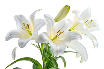 Fototapeta premium Easter lilies presented in a vibrant arrangement showcasing their elegant white petals and green foliage on a transparent background