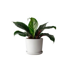 Calathea Ornata Plant in White Pot - Studio Shot