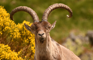 macho montes en la sierra de gredos