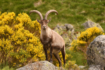 macho montes en la sierra de gredos