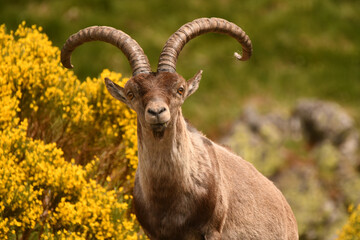 macho montes en la sierra de gredos