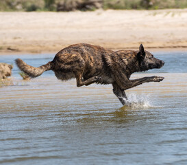 Dog jumping in the water on the beach on a sunny day