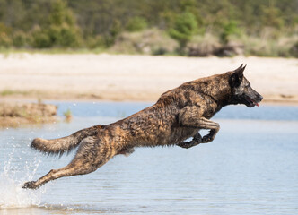 Dog jumping in the water on the beach on a sunny day