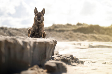 Dutch shepherd portrait on the beach