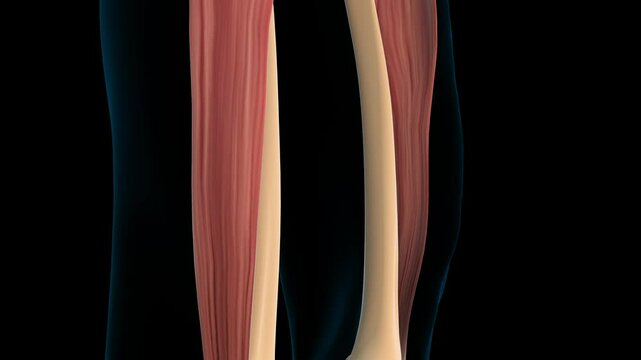 Tensor fasciae latae muscle anatomy for medical concept 3D rendering