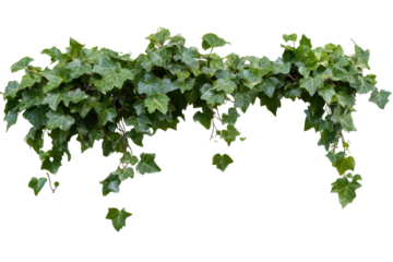 Ivy plant with vibrant green leaves on a transparent background suitable for various design applications and decorative purposes
