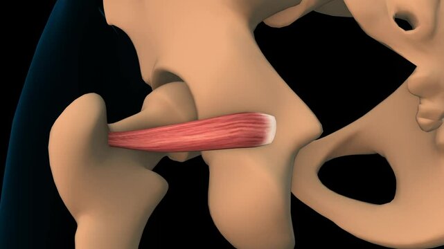 Superior gemellus muscle anatomy for medical concept 3D rendering