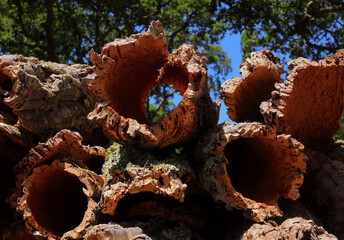 Portugal, Alentejo region. Recently harvested cork oak bark drying in the sunshine under cork oaks - Quercus suber. (unprocessed cork) A sustainable resource with many uses, harvested every 9 years.
