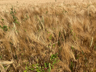 a rye field