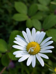 A flower becomes a silent stage for a Misumena vatia crab spider, perfectly camouflaged in white,...