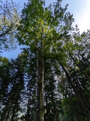 Sunlight filtering through the canopy of a lush green deciduous forest, casting soft shadows on the forest floor during a warm summer day.