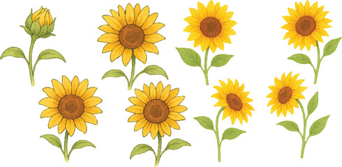 Hand-Drawn Watercolor Sunflower Illustration Set Colorful Single Bloom Floral Elements with Petals and Leaves, Isolated Transparent Background for Botanical Art, Packaging, and Decor | Generative AI