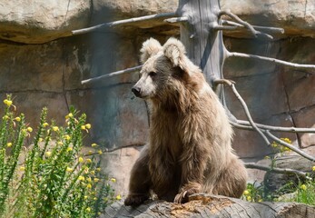 brown bear cub © Hana