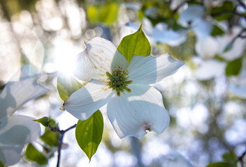 Dogwood blossom