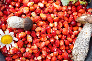 a bowl filled with fresh red wild strawberries, wild mushrooms and chamomile.