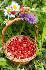 A wicker basket filled with fresh daisies, purple flowers and wild strawberries.